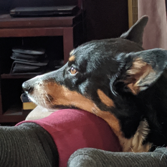 Meet your Posher, Sheila - Picture 9 of 9